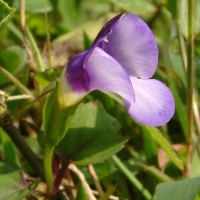 Torenia travancorica Gamble